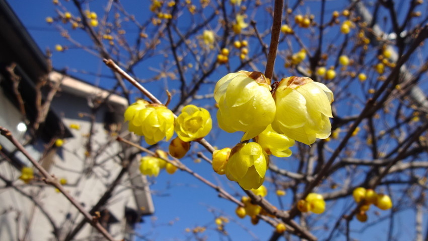 f:id:shioshiohida:20180214101009j:plain