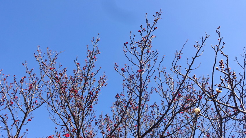 f:id:shioshiohida:20180214101558j:plain