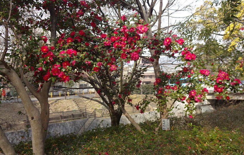 f:id:shioshiohida:20180217093225j:plain