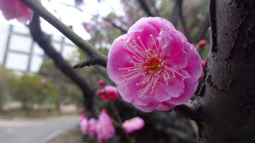 f:id:shioshiohida:20180218171706j:plain