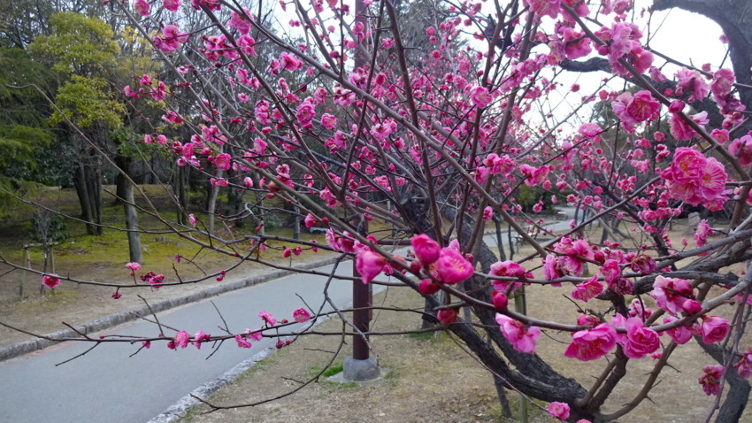f:id:shioshiohida:20180218171829j:plain