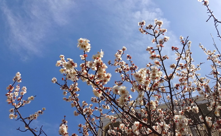 f:id:shioshiohida:20180302113353j:plain