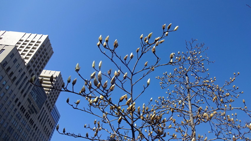 f:id:shioshiohida:20180317100302j:plain f:id:shioshiohida:20180317100302j:plain