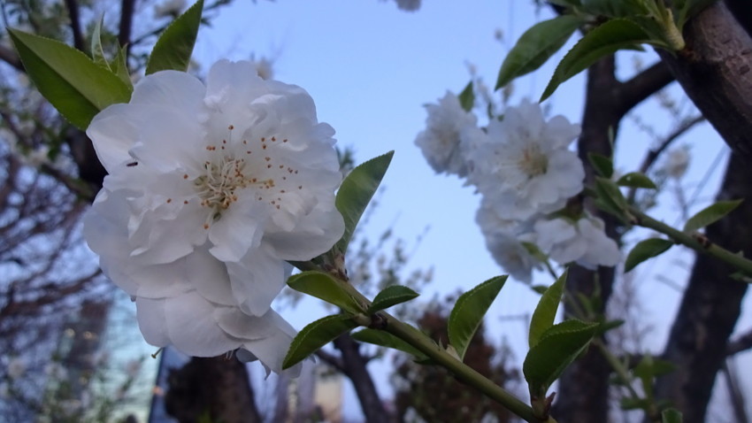 f:id:shioshiohida:20180317181057j:plain f:id:shioshiohida:20180317181057j:plain