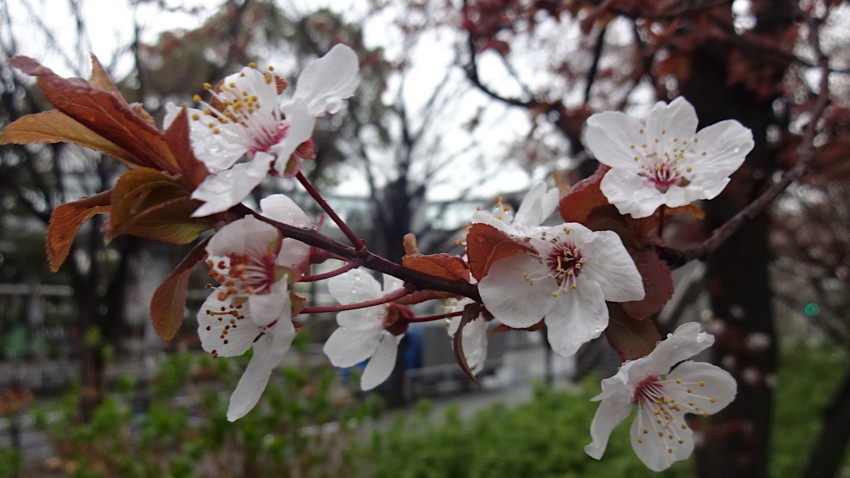 f:id:shioshiohida:20180319163819j:plain f:id:shioshiohida:20180319163819j:plain