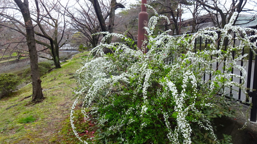f:id:shioshiohida:20180320104537j:plain f:id:shioshiohida:20180320104537j:plain