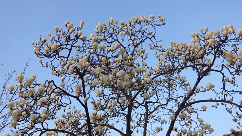 f:id:shioshiohida:20180324174141j:plain