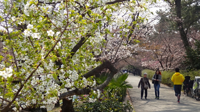 f:id:shioshiohida:20180325113753j:plain
