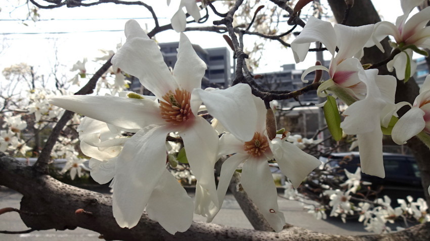 f:id:shioshiohida:20180325114300j:plain