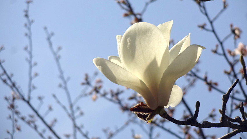 f:id:shioshiohida:20180326143923j:plain f:id:shioshiohida:20180326143923j:plain