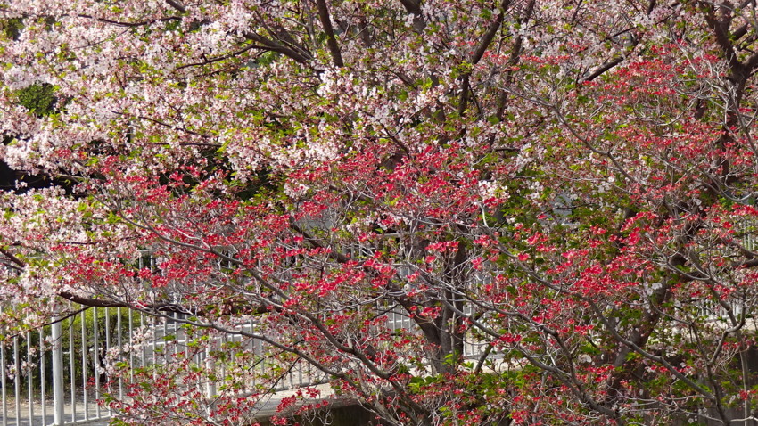 f:id:shioshiohida:20180404104354j:plain f:id:shioshiohida:20180404104354j:plain