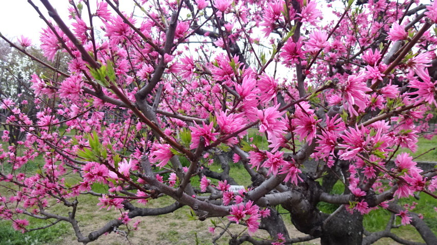 f:id:shioshiohida:20180405175110j:plain f:id:shioshiohida:20180405175110j:plain