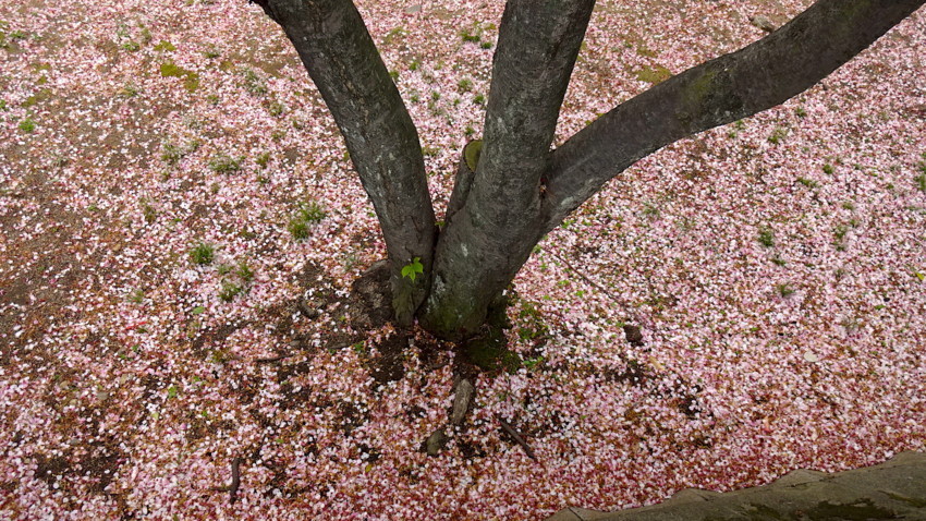 f:id:shioshiohida:20180407100226j:plain f:id:shioshiohida:20180407100226j:plain
