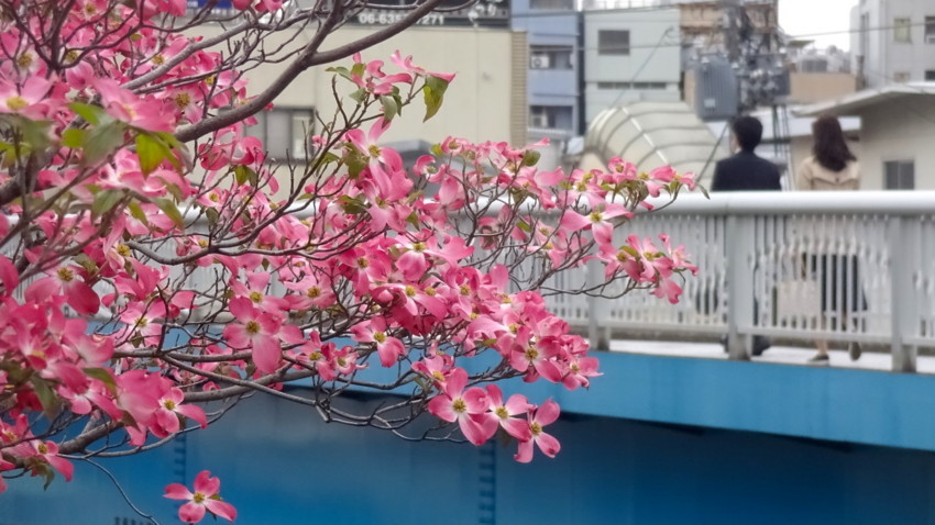 f:id:shioshiohida:20180416172912j:plain f:id:shioshiohida:20180416172912j:plain