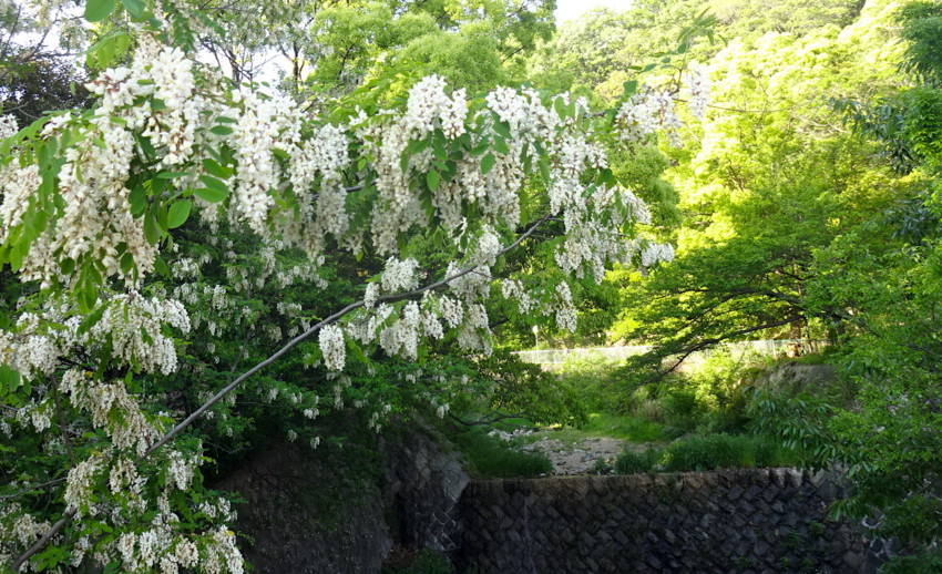f:id:shioshiohida:20180429170410j:plain