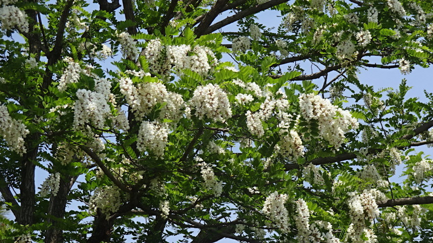 f:id:shioshiohida:20180501114812j:plain f:id:shioshiohida:20180501114812j:plain