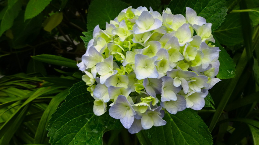 f:id:shioshiohida:20180523093036j:plain f:id:shioshiohida:20180523093036j:plain