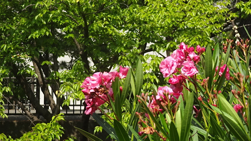 f:id:shioshiohida:20180725093644j:plain f:id:shioshiohida:20180725093644j:plain