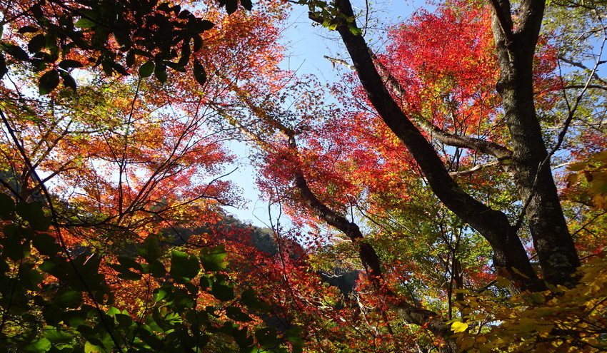 f:id:shioshiohida:20181110143522j:plain f:id:shioshiohida:20181110143522j:plain