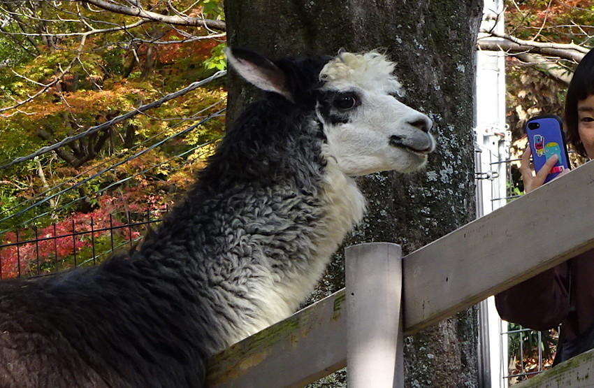 f:id:shioshiohida:20181130130200j:plain