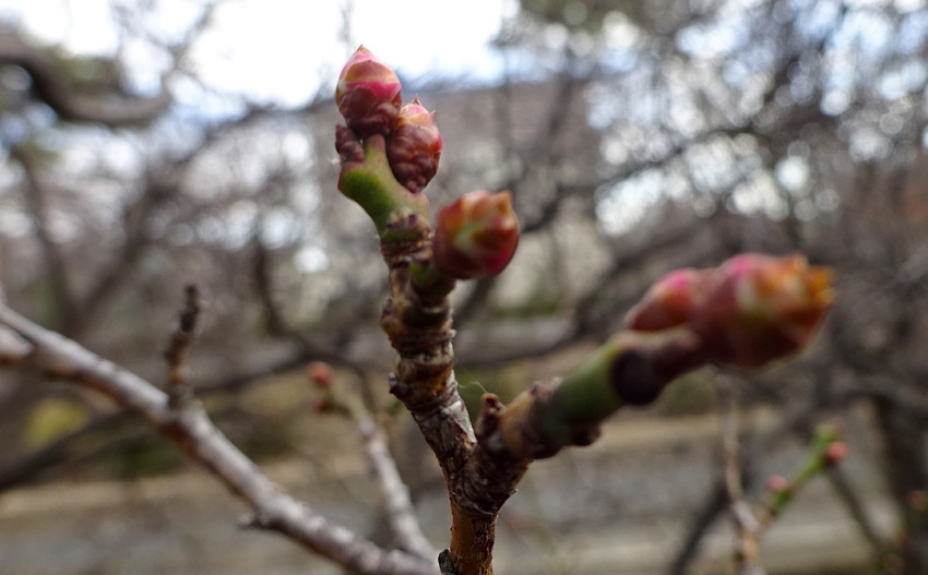 f:id:shioshiohida:20190107112320j:plain f:id:shioshiohida:20190107112320j:plain