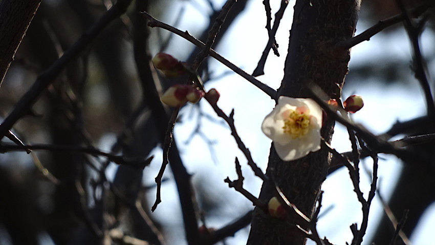 f:id:shioshiohida:20190119113955j:plain