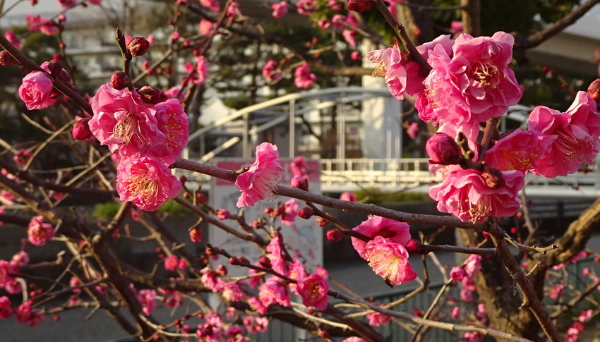 f:id:shioshiohida:20190206160933j:plain