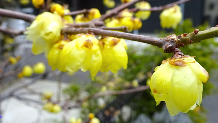 f:id:shioshiohida:20190215110612j:plain f:id:shioshiohida:20190215110612j:plain
