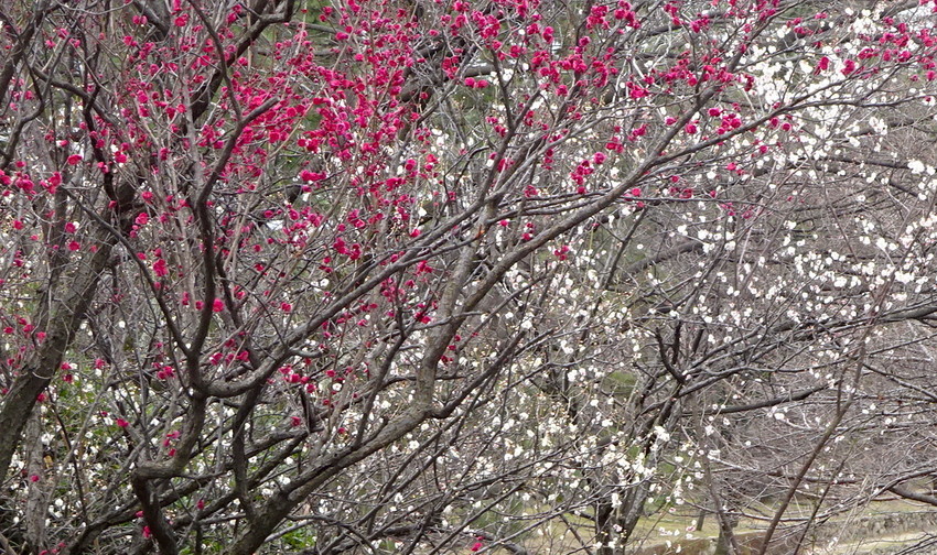 f:id:shioshiohida:20190215111144j:plain f:id:shioshiohida:20190215111144j:plain
