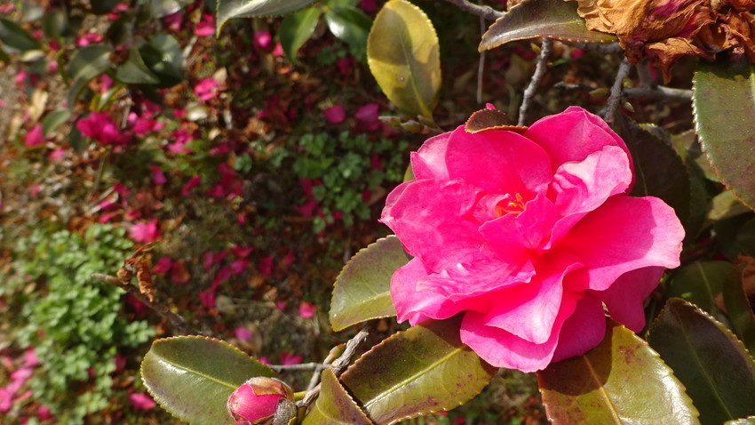 f:id:shioshiohida:20190218112818j:plain f:id:shioshiohida:20190218112818j:plain