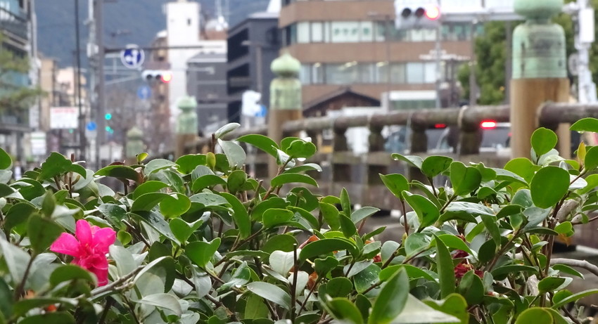 f:id:shioshiohida:20190228160505j:plain