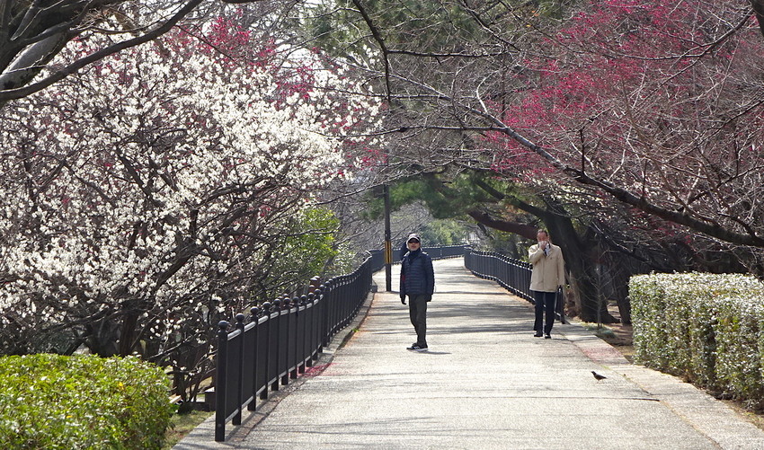 f:id:shioshiohida:20190301113516j:plain f:id:shioshiohida:20190301113516j:plain