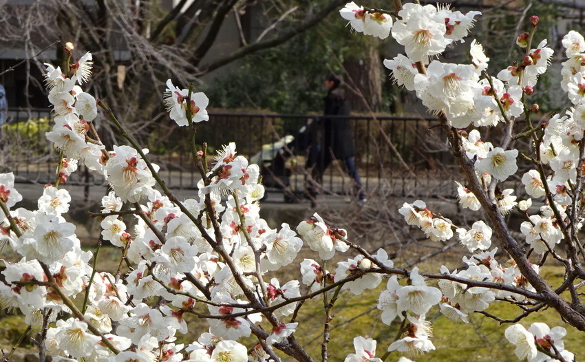f:id:shioshiohida:20190301113805j:plain f:id:shioshiohida:20190301113805j:plain