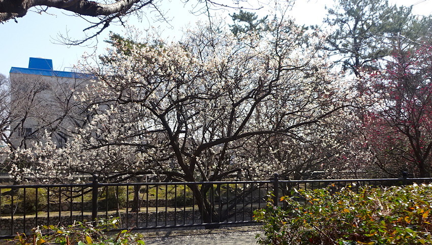 f:id:shioshiohida:20190305112911j:plain