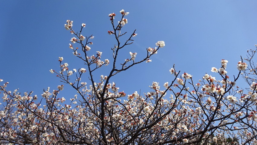 f:id:shioshiohida:20190305112937j:plain
