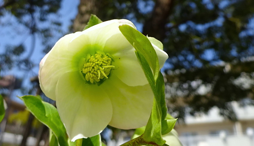 f:id:shioshiohida:20190305115215j:plain