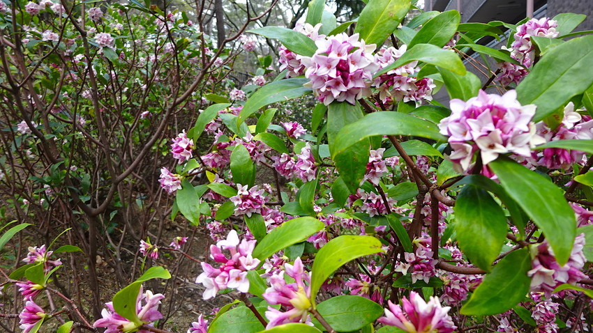 f:id:shioshiohida:20190312113300j:plain f:id:shioshiohida:20190312113300j:plain