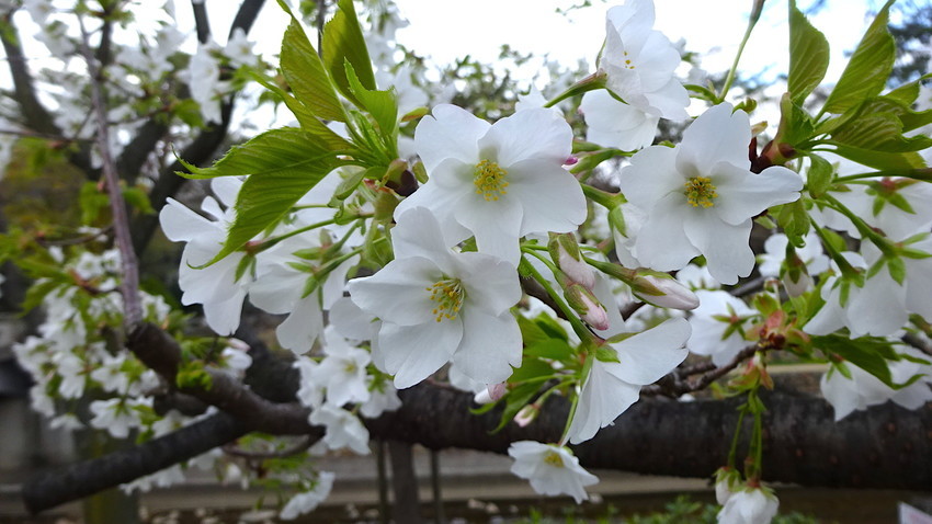 f:id:shioshiohida:20190324163124j:plain