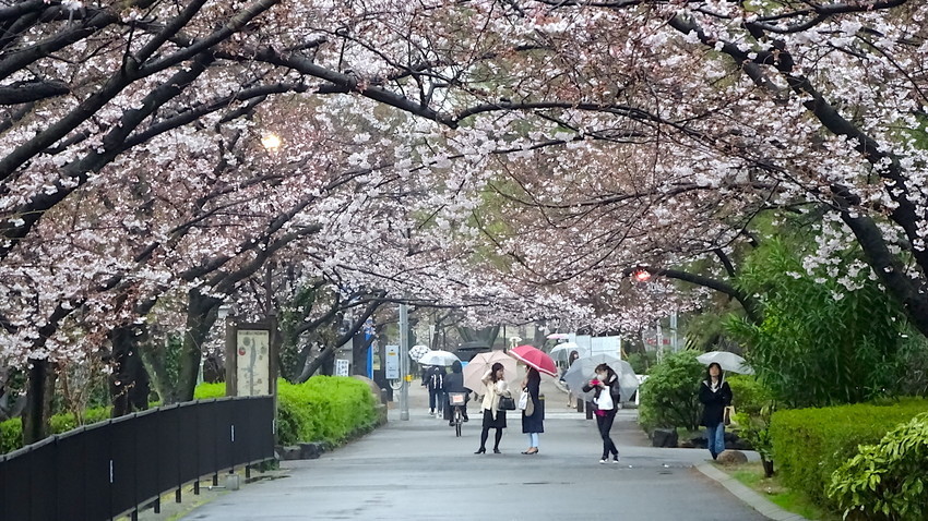 f:id:shioshiohida:20190330163808j:plain