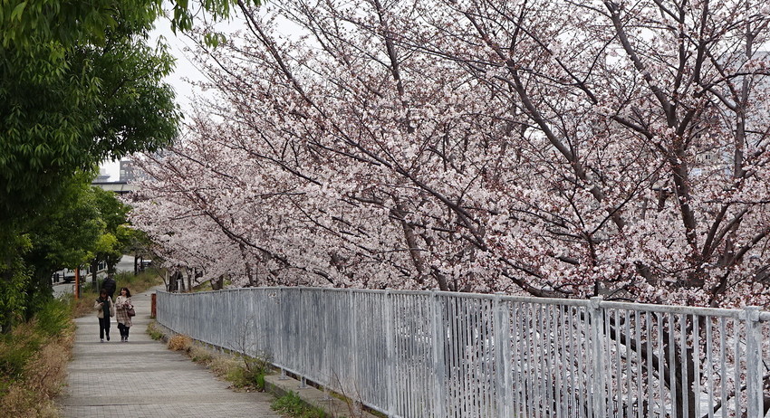 f:id:shioshiohida:20190402161306j:plain f:id:shioshiohida:20190402161306j:plain