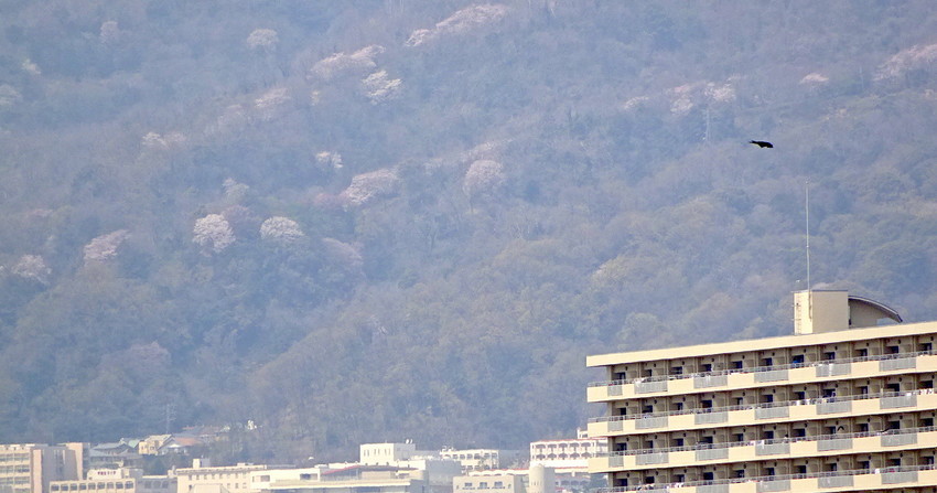 f:id:shioshiohida:20190407113728j:plain f:id:shioshiohida:20190407113728j:plain