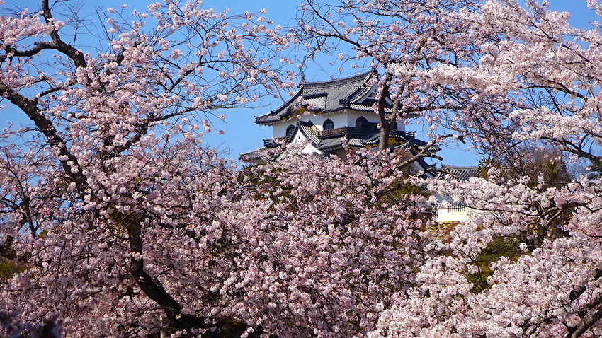 f:id:shioshiohida:20190409135415j:plain