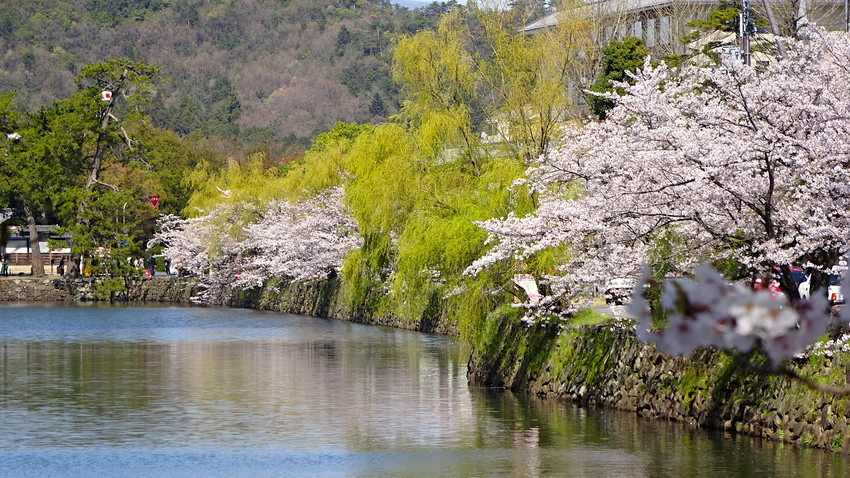 f:id:shioshiohida:20190409135820j:plain