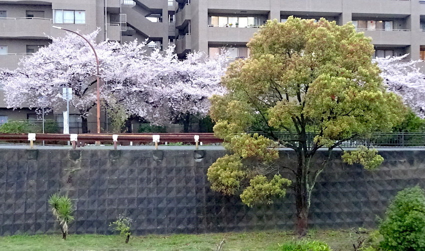f:id:shioshiohida:20190410181202j:plain f:id:shioshiohida:20190410181202j:plain