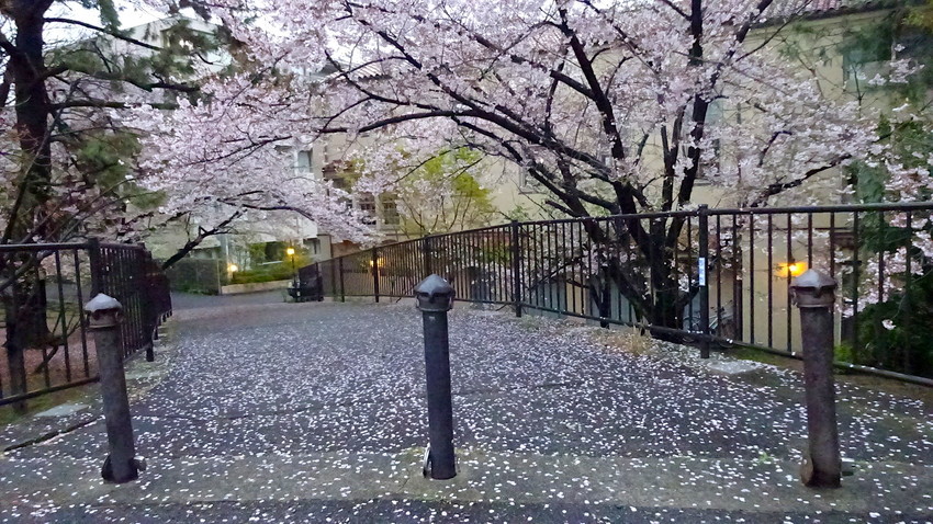 f:id:shioshiohida:20190410181422j:plain f:id:shioshiohida:20190410181422j:plain
