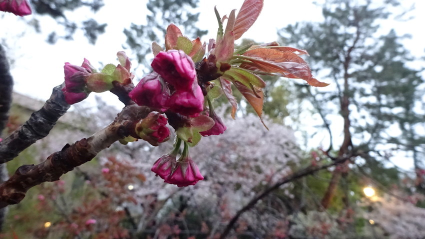 f:id:shioshiohida:20190410181510j:plain f:id:shioshiohida:20190410181510j:plain