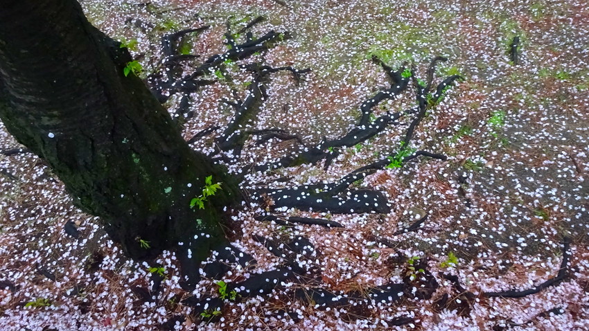 f:id:shioshiohida:20190410181925j:plain f:id:shioshiohida:20190410181925j:plain
