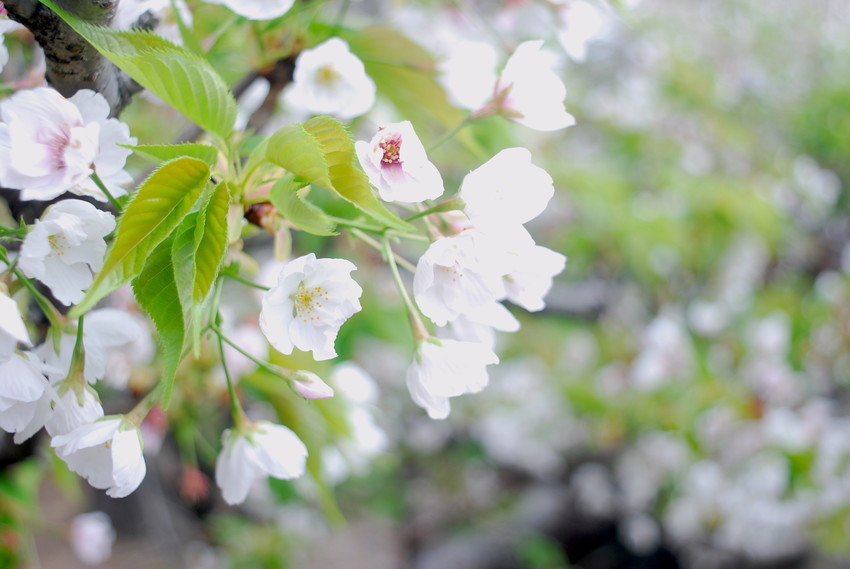f:id:shioshiohida:20190417152407j:plain