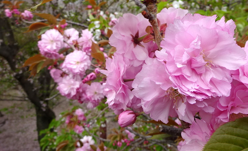 f:id:shioshiohida:20190417152441j:plain