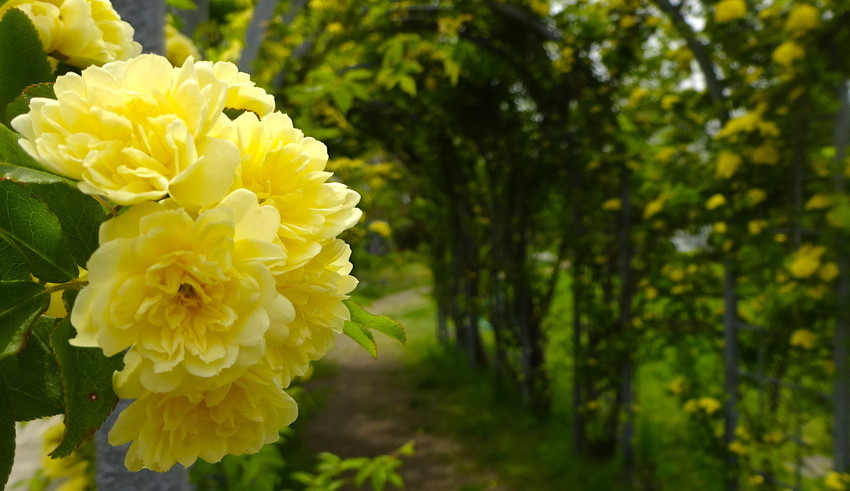 f:id:shioshiohida:20190423114320j:plain